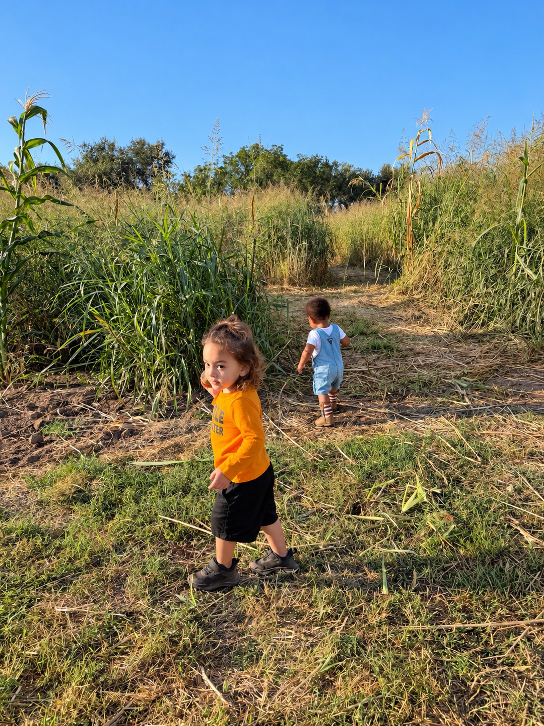 Two children exploring a path through tall plants in the farm maze
